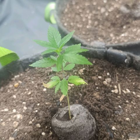 Purple punch EJDM  #1 growlog timeline photo