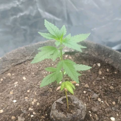 Purple punch EJDM #2 growlog timeline photo