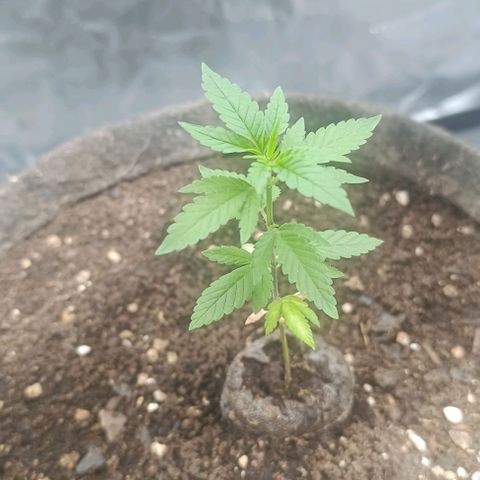 Purple punch EJDM #2 growlog timeline photo