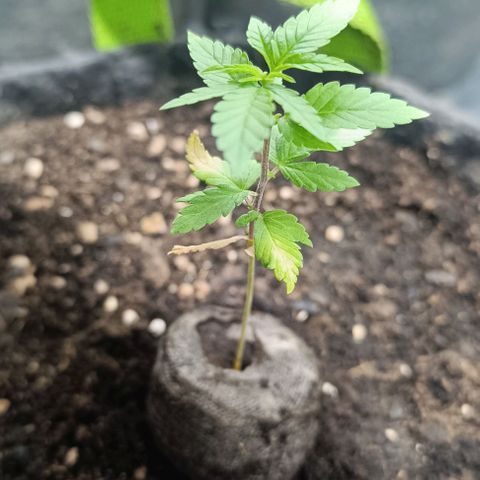 Purple punch EJDM  #1 growlog timeline photo