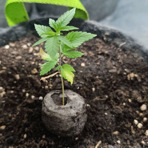 Purple punch EJDM  #1 growlog timeline photo