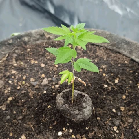 Purple punch EJDM #2 growlog timeline photo