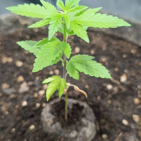 Purple punch EJDM #2 growlog timeline photo