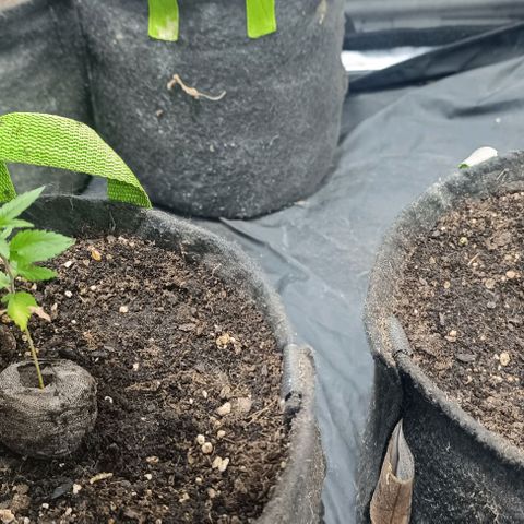 Purple punch EJDM #2 growlog timeline photo