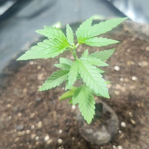 Purple punch EJDM #2 growlog timeline photo