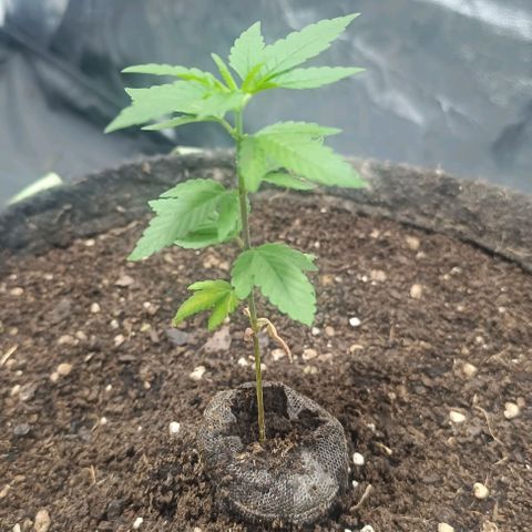 Purple punch EJDM #2 growlog timeline photo