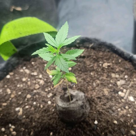 Purple punch EJDM  #1 growlog timeline photo