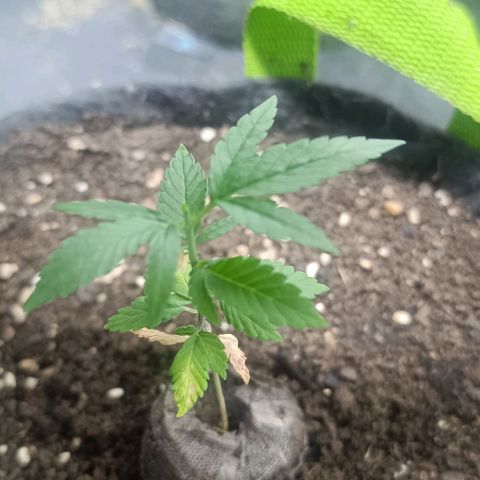 Purple punch EJDM  #1 growlog timeline photo