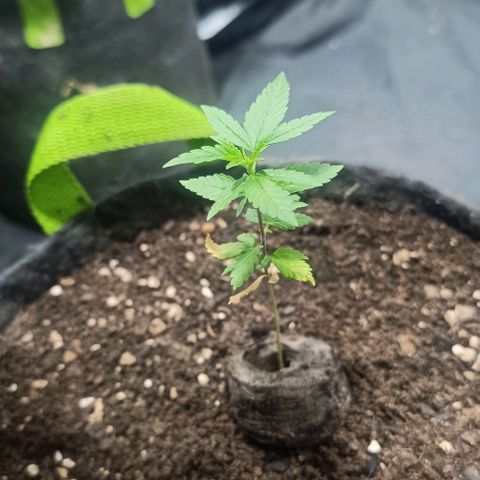 Purple punch EJDM  #1 growlog timeline photo