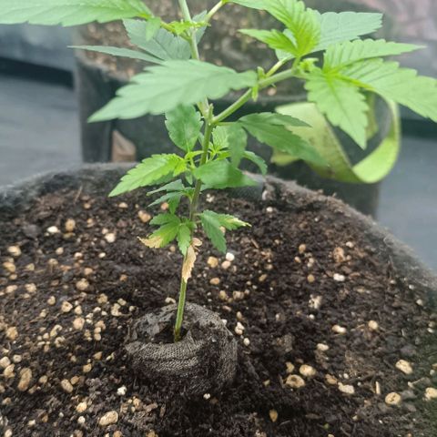 Purple punch EJDM  #1 growlog timeline photo