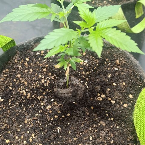 Purple punch EJDM  #1 growlog timeline photo