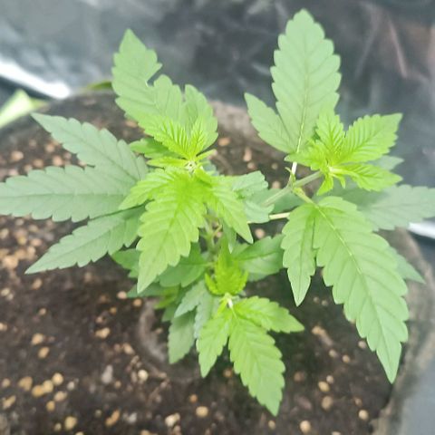 Purple punch EJDM #2 growlog timeline photo
