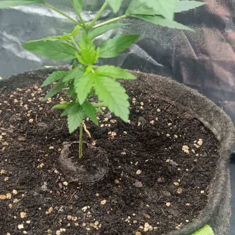 Purple punch EJDM #2 growlog timeline photo