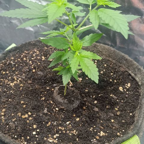 Purple punch EJDM #2 growlog timeline photo
