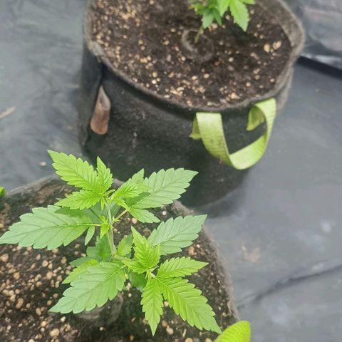 Purple punch EJDM #2 growlog timeline photo