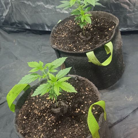 Purple punch EJDM #2 growlog timeline photo
