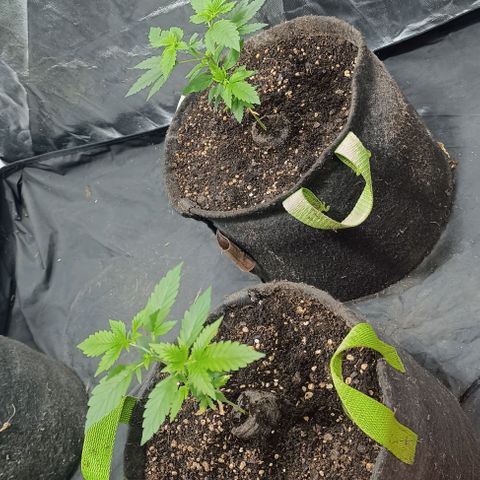 Purple punch EJDM #2 growlog timeline photo