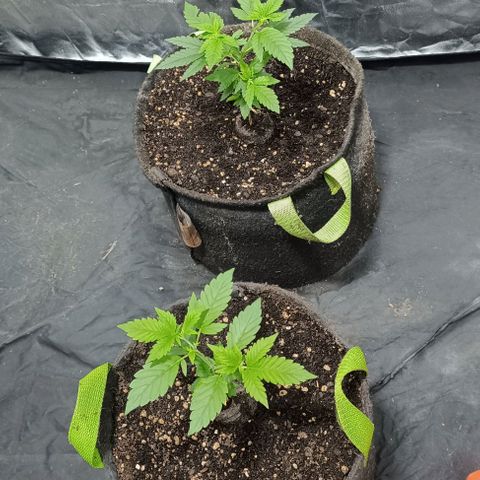 Purple punch EJDM #2 growlog timeline photo