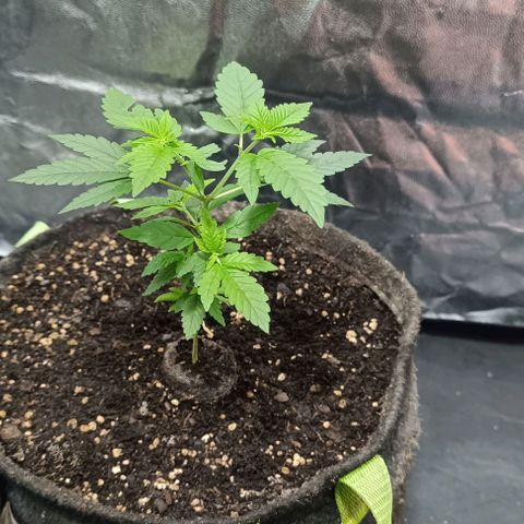 Purple punch EJDM #2 growlog timeline photo