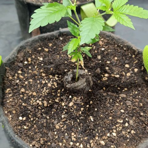 Purple punch EJDM  #1 growlog timeline photo