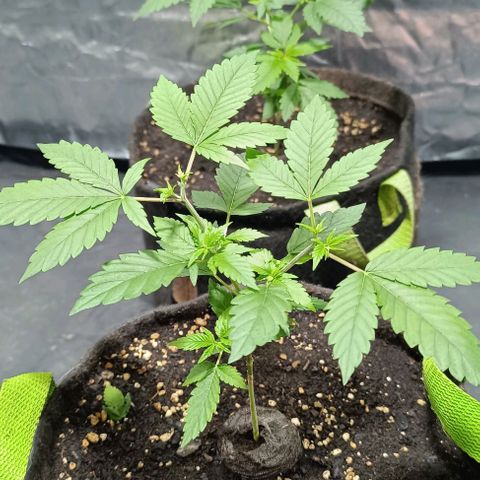 Purple punch EJDM  #1 growlog timeline photo