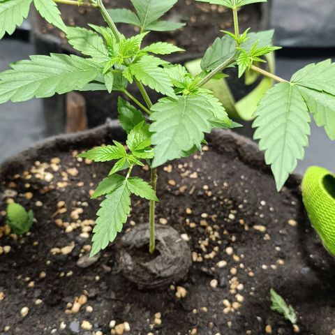 Purple punch EJDM  #1 growlog timeline photo