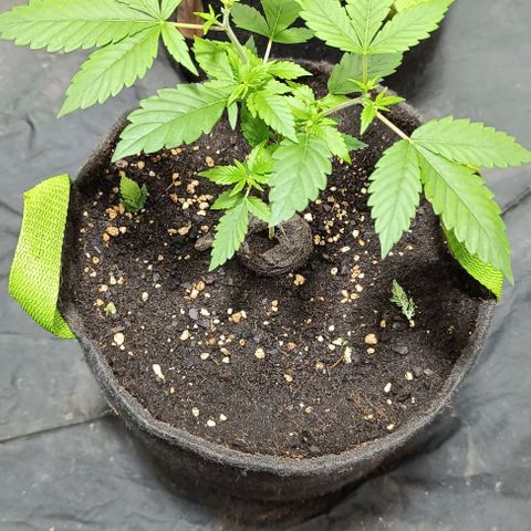 Purple punch EJDM  #1 growlog timeline photo