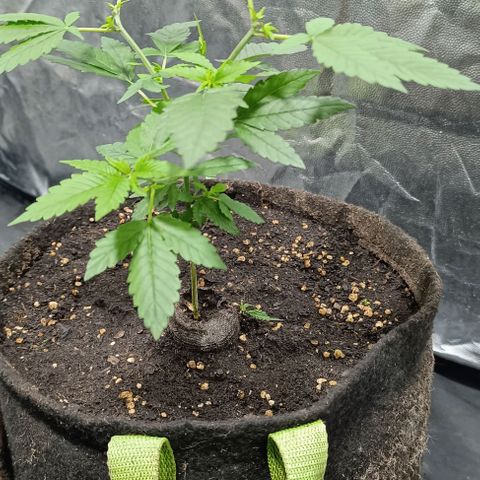 Purple punch EJDM #2 growlog timeline photo