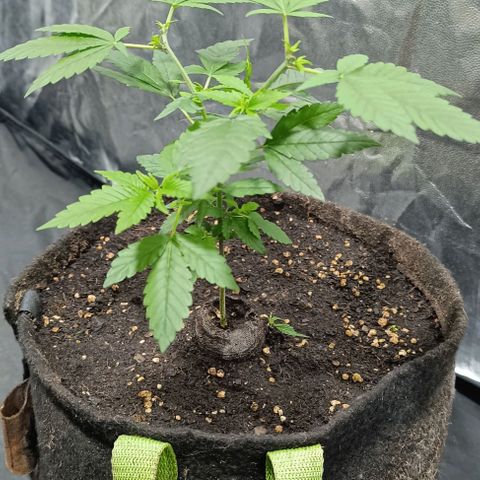 Purple punch EJDM #2 growlog timeline photo