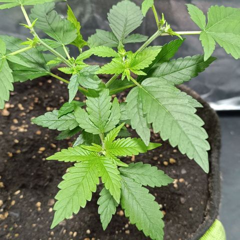 Purple punch EJDM #2 growlog timeline photo