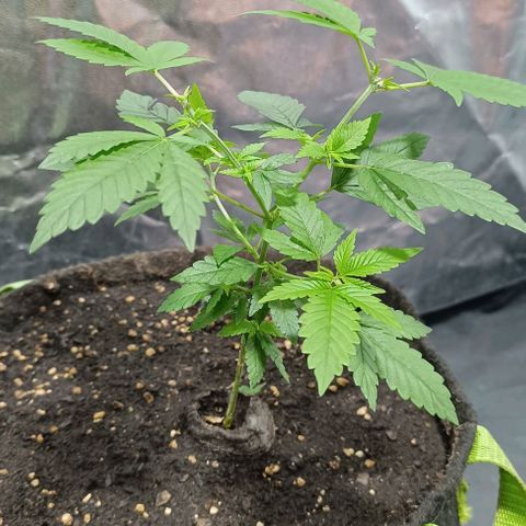 Purple punch EJDM #2 growlog timeline photo