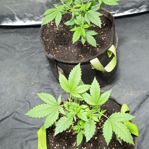 Purple punch EJDM #2 growlog timeline photo