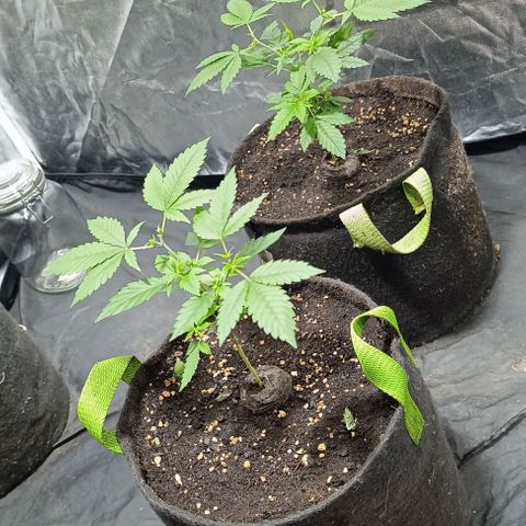 Purple punch EJDM #2 growlog timeline photo