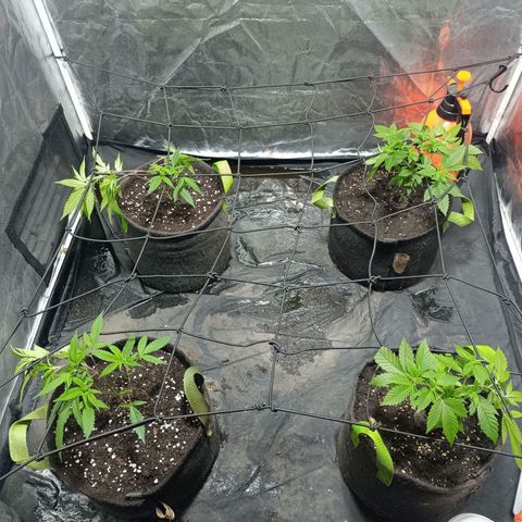 Purple punch EJDM #2 growlog timeline photo