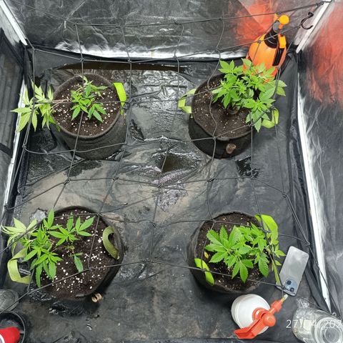 Purple punch EJDM #2 growlog timeline photo
