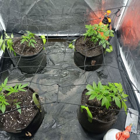 Purple punch EJDM #2 growlog timeline photo