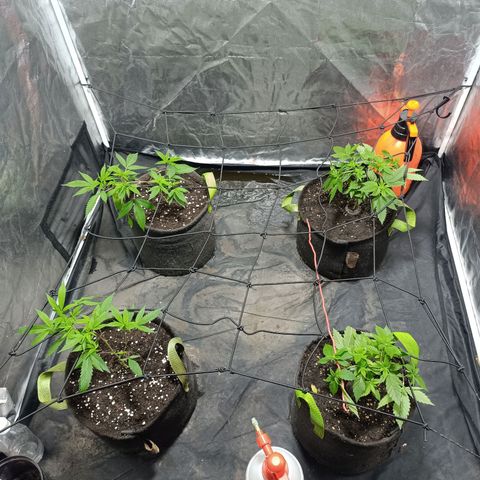Purple punch EJDM #2 growlog timeline photo