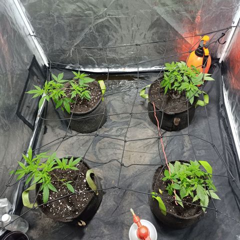 Purple punch EJDM #2 growlog timeline photo