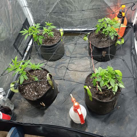Purple punch EJDM #2 growlog timeline photo