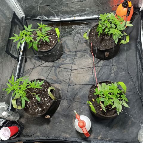 Purple punch EJDM #2 growlog timeline photo