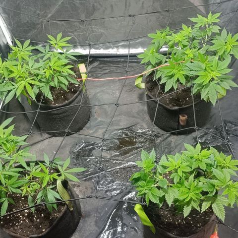 Purple punch EJDM #2 growlog timeline photo