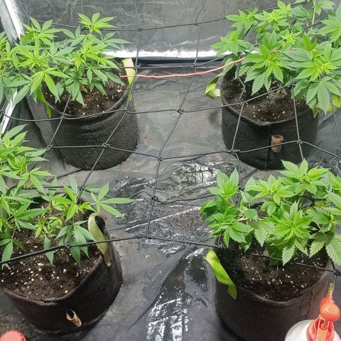 Purple punch EJDM #2 growlog timeline photo