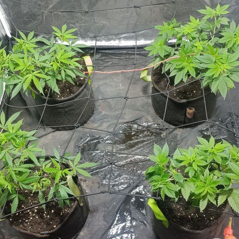 Purple punch EJDM #2 growlog timeline photo
