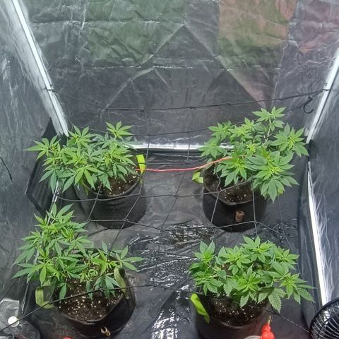 Purple punch EJDM #2 growlog timeline photo