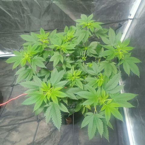 Purple punch EJDM #2 growlog timeline photo