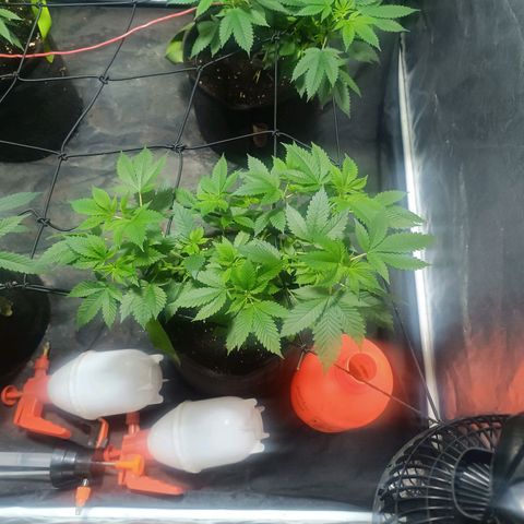 Purple punch EJDM  #1 growlog timeline photo