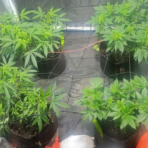 Purple punch EJDM #2 growlog timeline photo