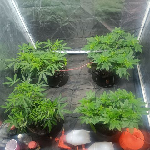 Purple punch EJDM #2 growlog timeline photo