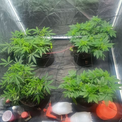 Purple punch EJDM #2 growlog timeline photo