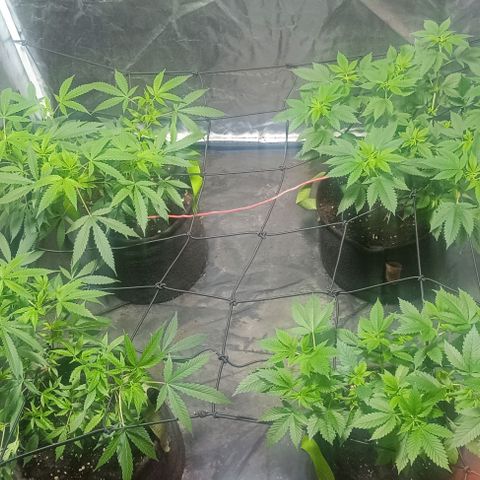 Purple punch EJDM #2 growlog timeline photo